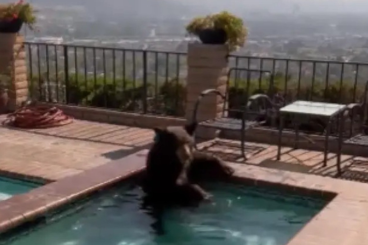 Απίστευτο βίντεο! Αρκούδα βουτάει στο τζακούζι για να δροσιστεί λόγω καύσωνα