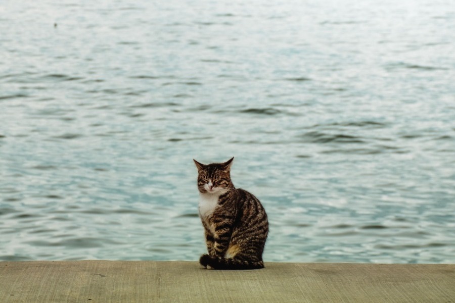 H «Γάτα του Τιτανικού» που προέβλεψε τη βύθιση του πλοίου