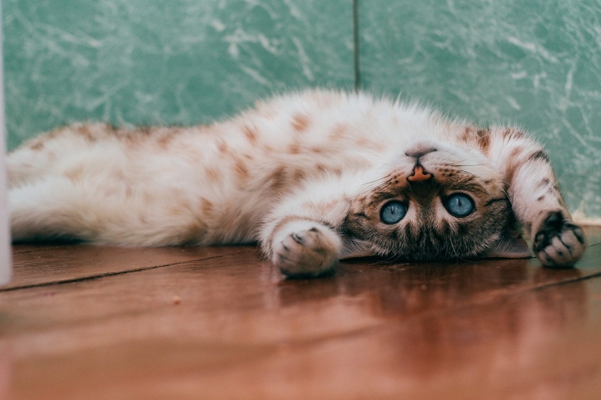 Σήμερα έμαθα: Πως οι γάτες δροσίζουν το σώμα τους;