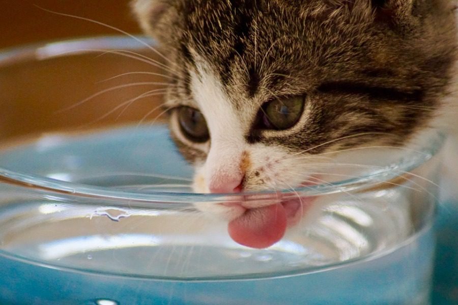 Σήμερα έμαθα: Γιατί οι γάτες φοβούνται το νερό;