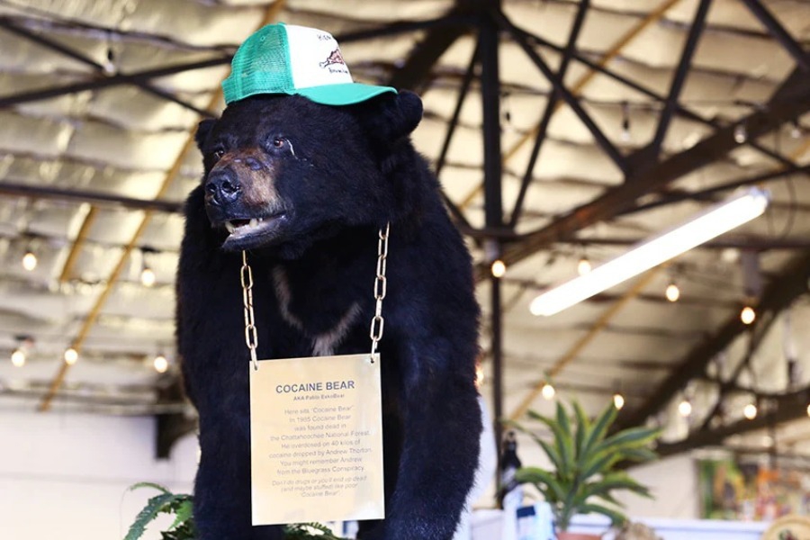 Η αληθινή ιστορία της αρκούδας που έφαγε 30 κιλά κοκαΐνη