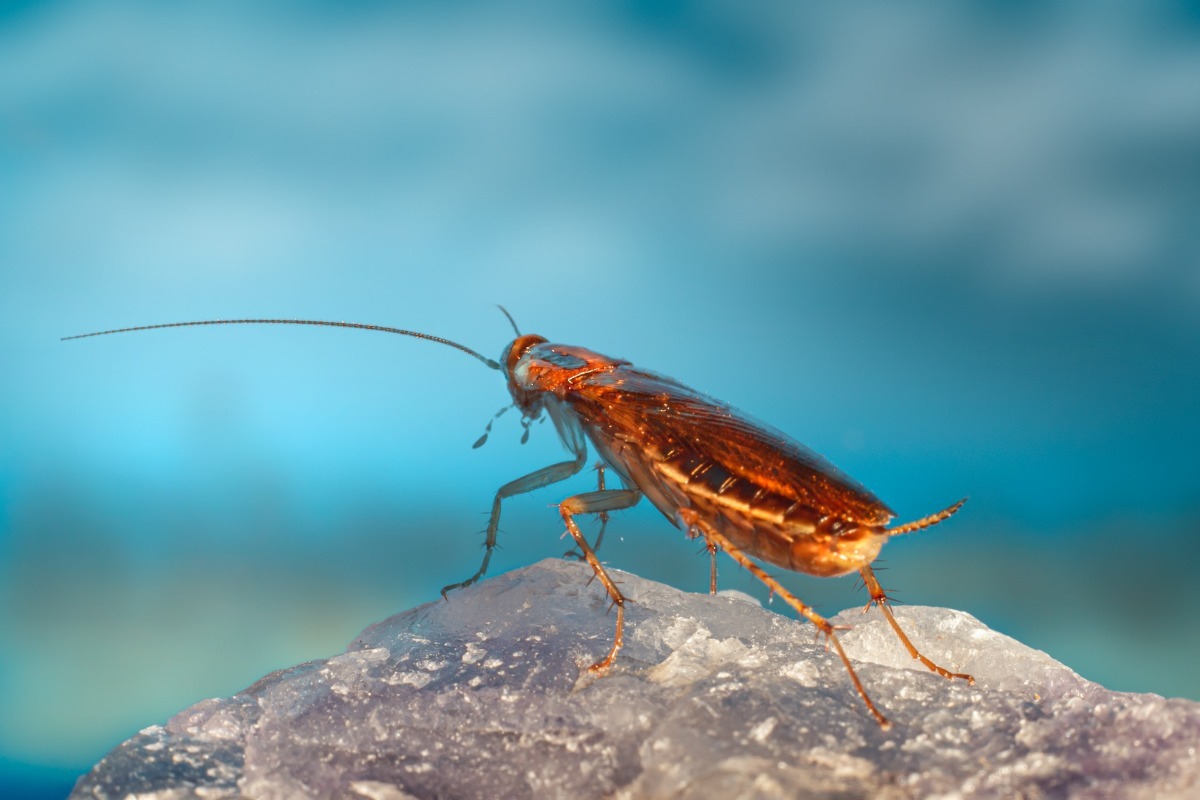 Σήμερα έμαθα: 5 παράξενα πράγματα για τις κατσαρίδες