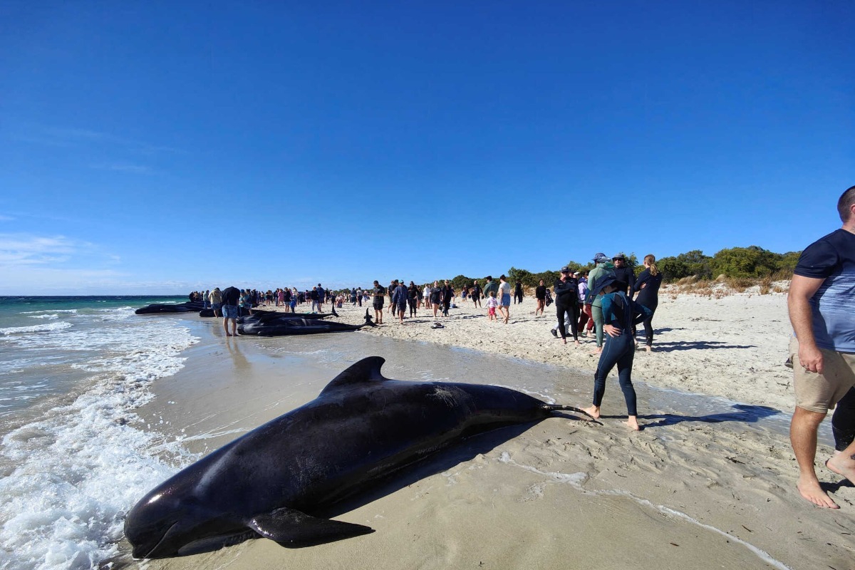 Αυστραλία: Δεκάδες μαύρα δελφίνια βρέθηκαν σε ακτή – Μεγάλη κινητοποίηση για τη σωτηρία τους