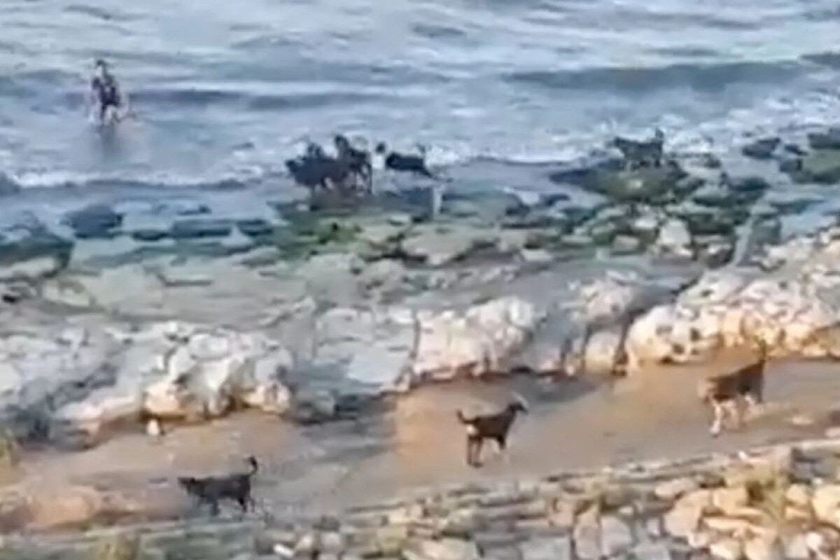 Αγέλη άγριων σκύλων κυνηγά αγοράκι σε παραλία ‑ Δείτε βίντεο