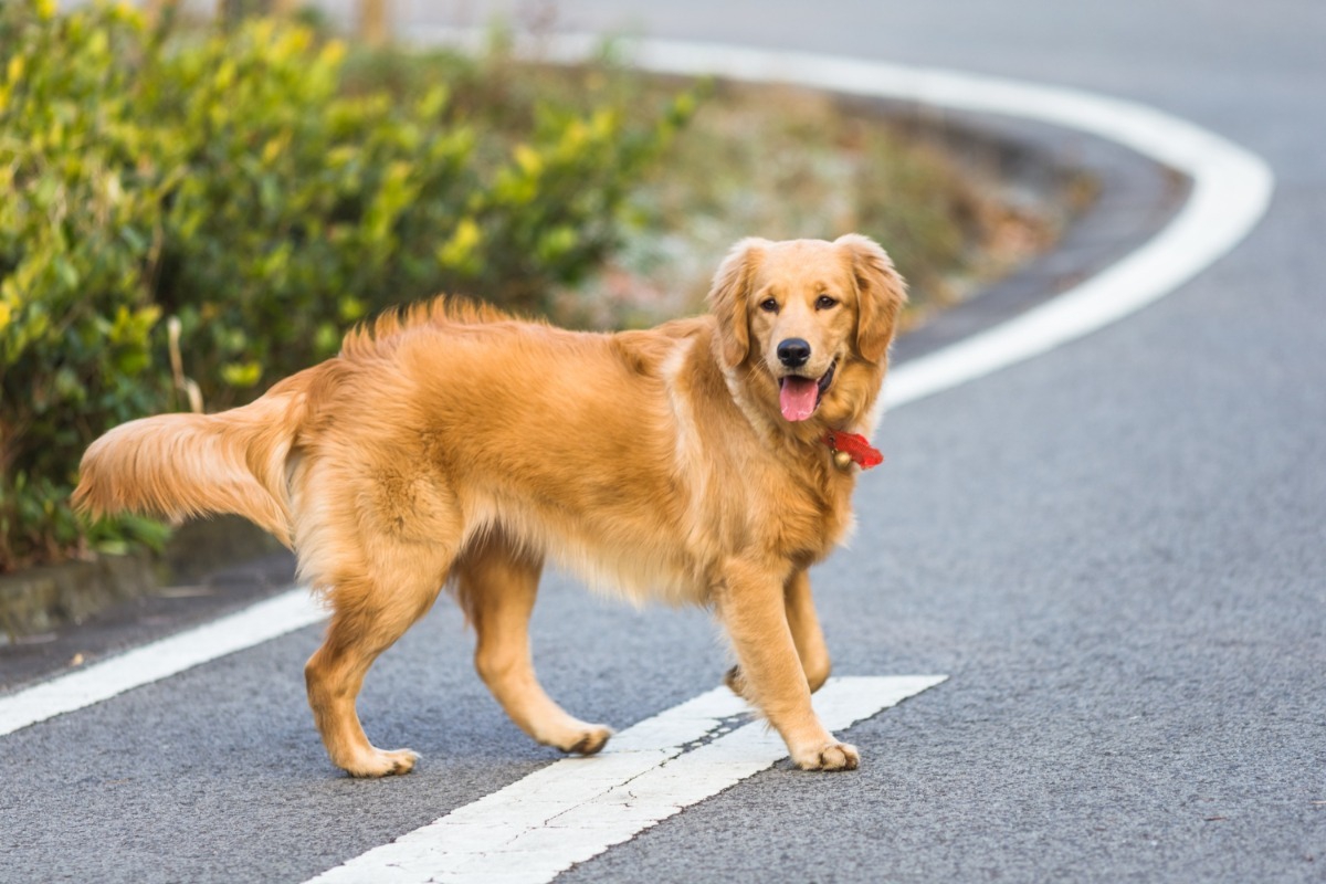 Σήμερα έμαθα: Γιατί οι σκύλοι κυνηγούν αυτοκίνητα;