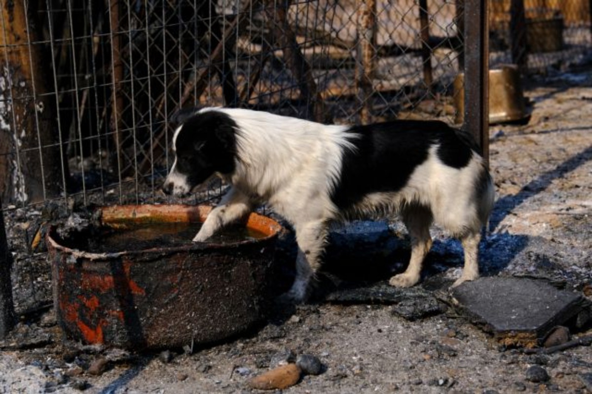 Παρέμβαση εισαγγελέα για το καταφύγιο ζώων στο Λαγονήσι που έγινε στάχτη από τη φωτιά στον Νέο Κουβαρά