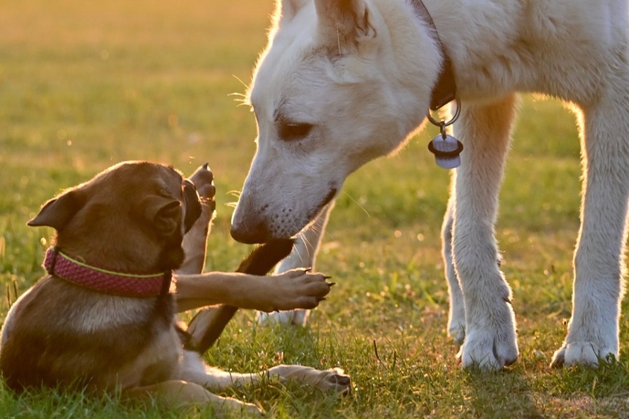 Σήμερα έμαθα: Γιατί οι σκύλοι μυρίζουν ο ένας τον πισινό του άλλου;