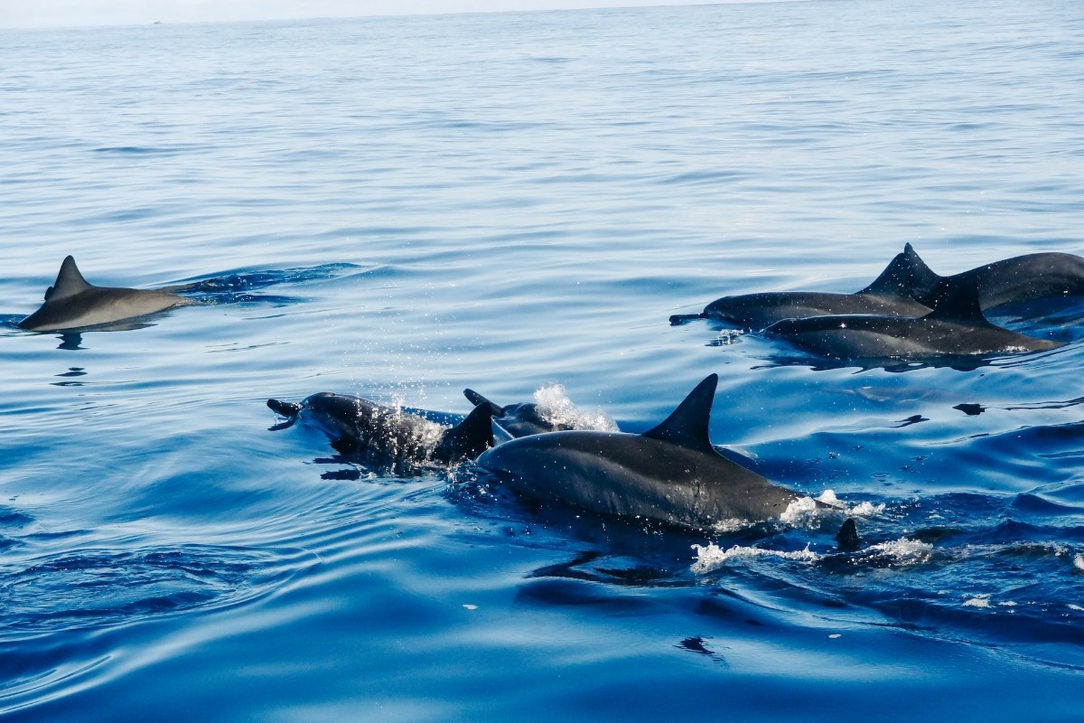 120 δελφίνια βρέθηκαν νεκρά στον Αμαζόνιο - Προσοχή σκληρές εικόνες