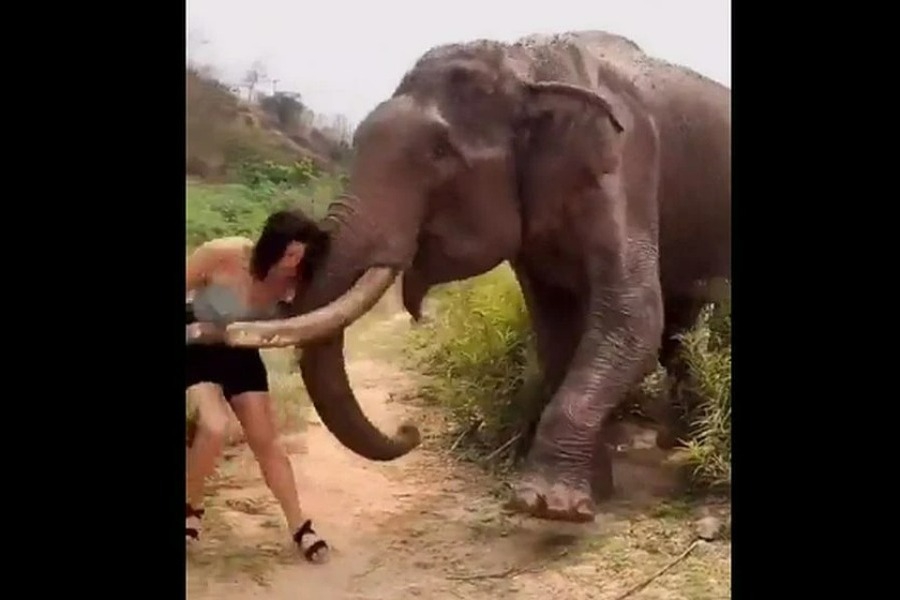 Σοκαριστικό βίντεο: Ελέφαντας πέταξε στον αέρα τουρίστρια που τον κορόιδευε με μπανάνες