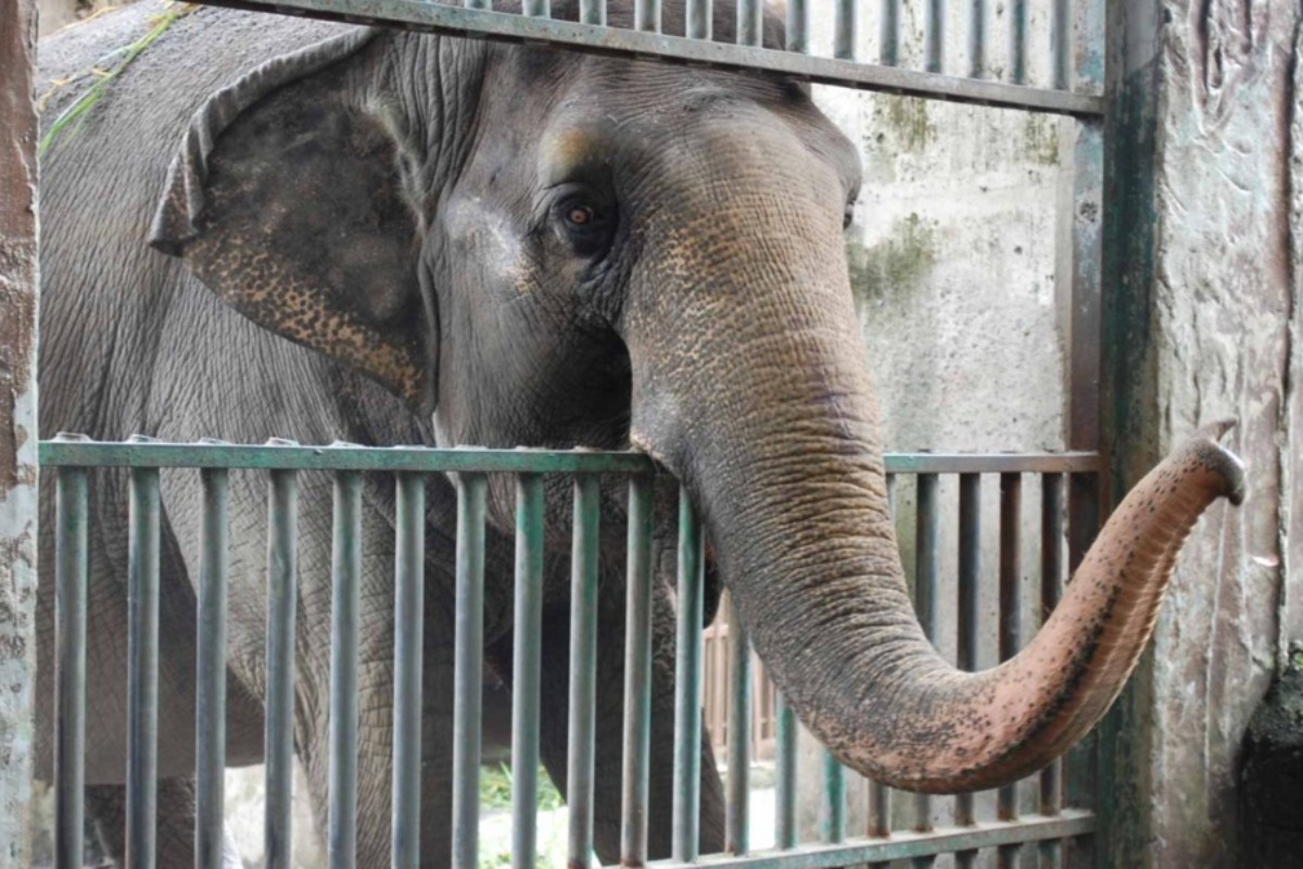 Πέθανε ο «πιο θλιμμένος» ελέφαντας: Έζησε μόνος σχεδόν όλη τη ζωή του
