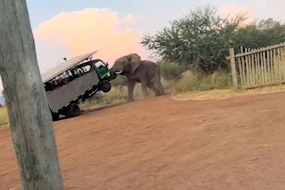 Η τρομακτική στιγμή που ένας ελέφαντας σήκωσε στον αέρα λεωφορείο γεμάτο με τουρίστες
