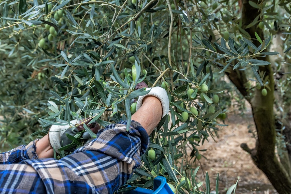 Ελαιόλαδο: Ψάχνουν 10.000 εργάτες στην Κρήτη για να μαζέψουν ελιές
