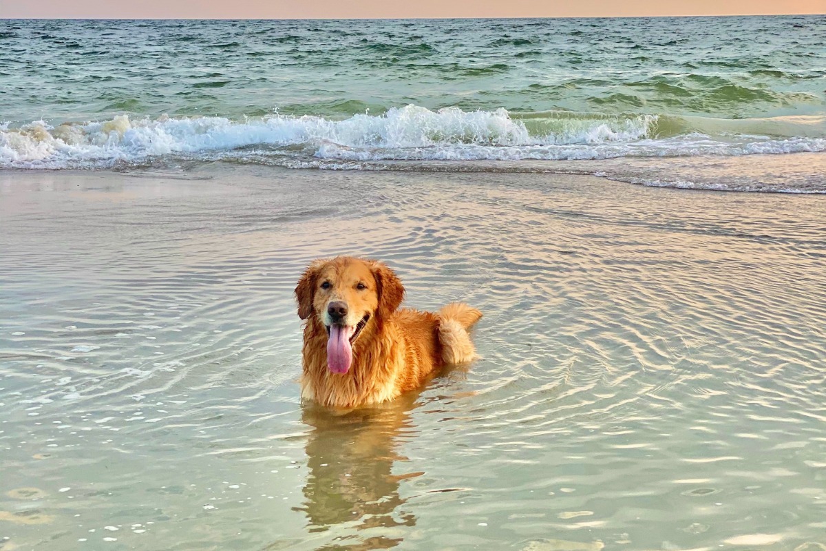 Προσοχή: Τι κινδύνους κρύβουν οι παραλίες για τα σκυλιά