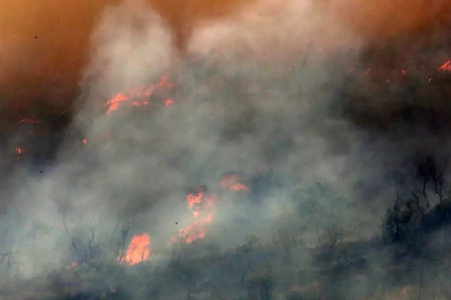 Ολοκληρωτική καταστροφή στο δάσος της Δαδιάς ‑ Καίγεται και ο μικρός πυρήνας