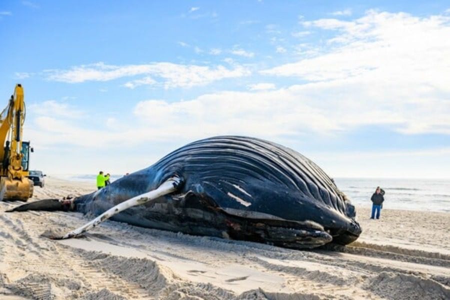 Νεκρή Φάλαινα ξεβράστηκε σε παραλία: Η 10η τους τελευταίους δυο μήνες - Σε παραλία του Λονγκ Αιλαντ στη Νέα Υόρκη