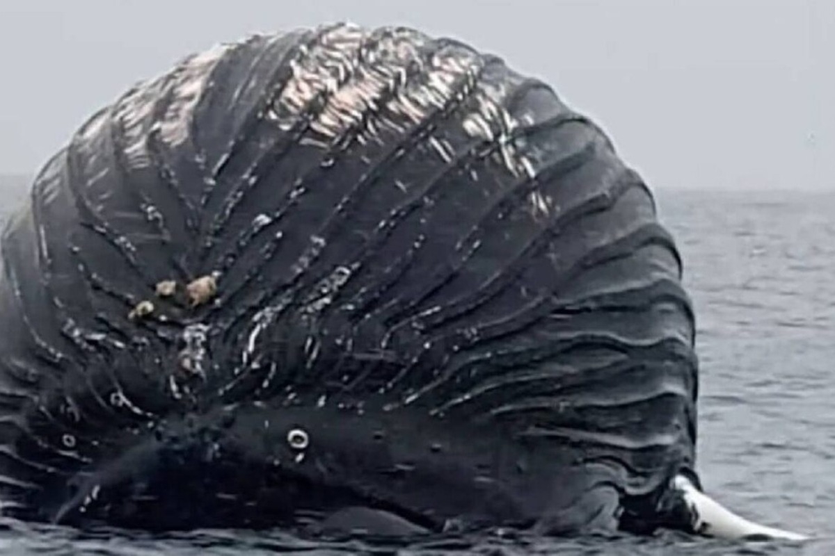 Ψαράς στη Νορβηγία εντόπισε νεκρή φάλαινα που έμοιαζε με μπαλόνι ‑ Κίνδυνος να εκραγεί