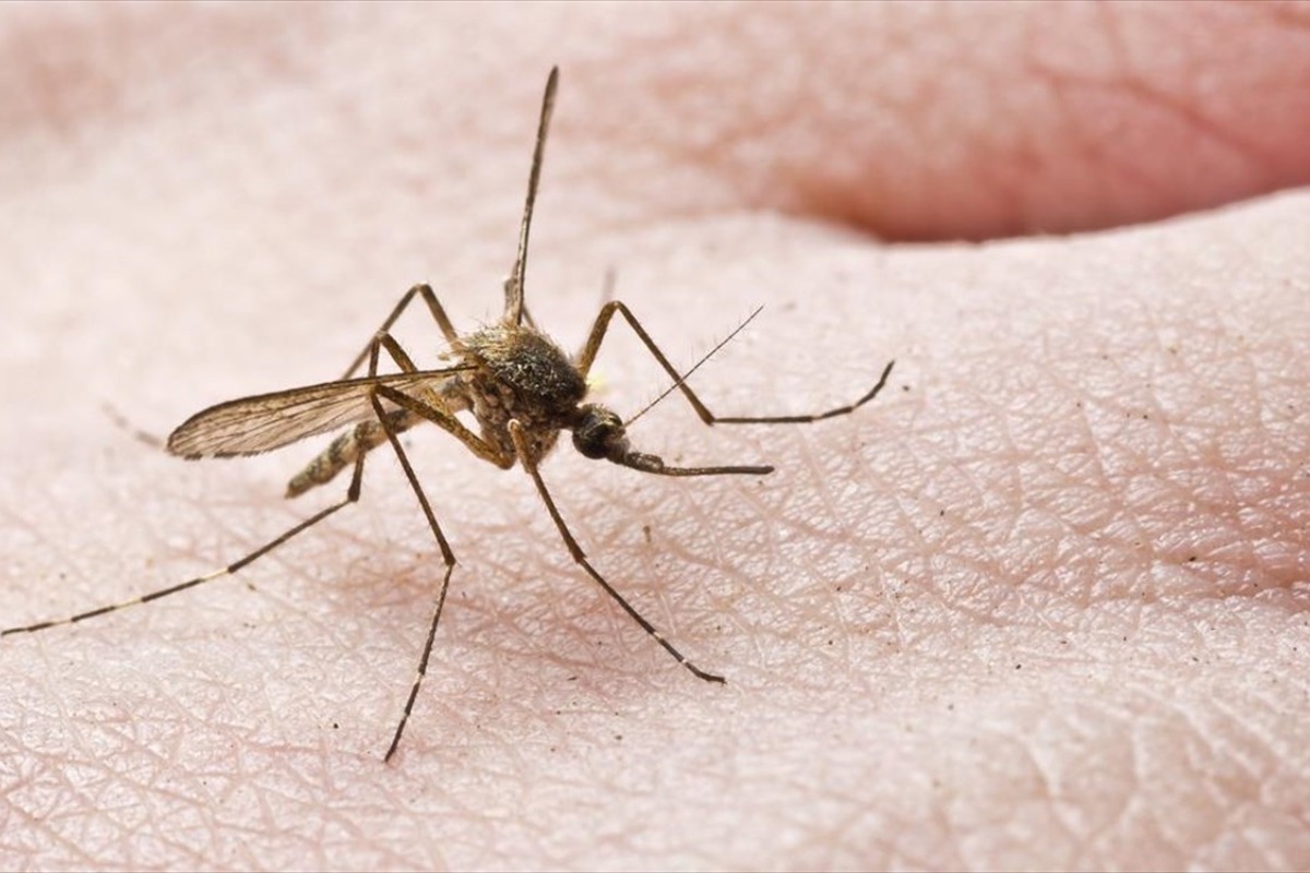 SOS: Η Ευρώπη κινδυνεύει από τα κουνούπια