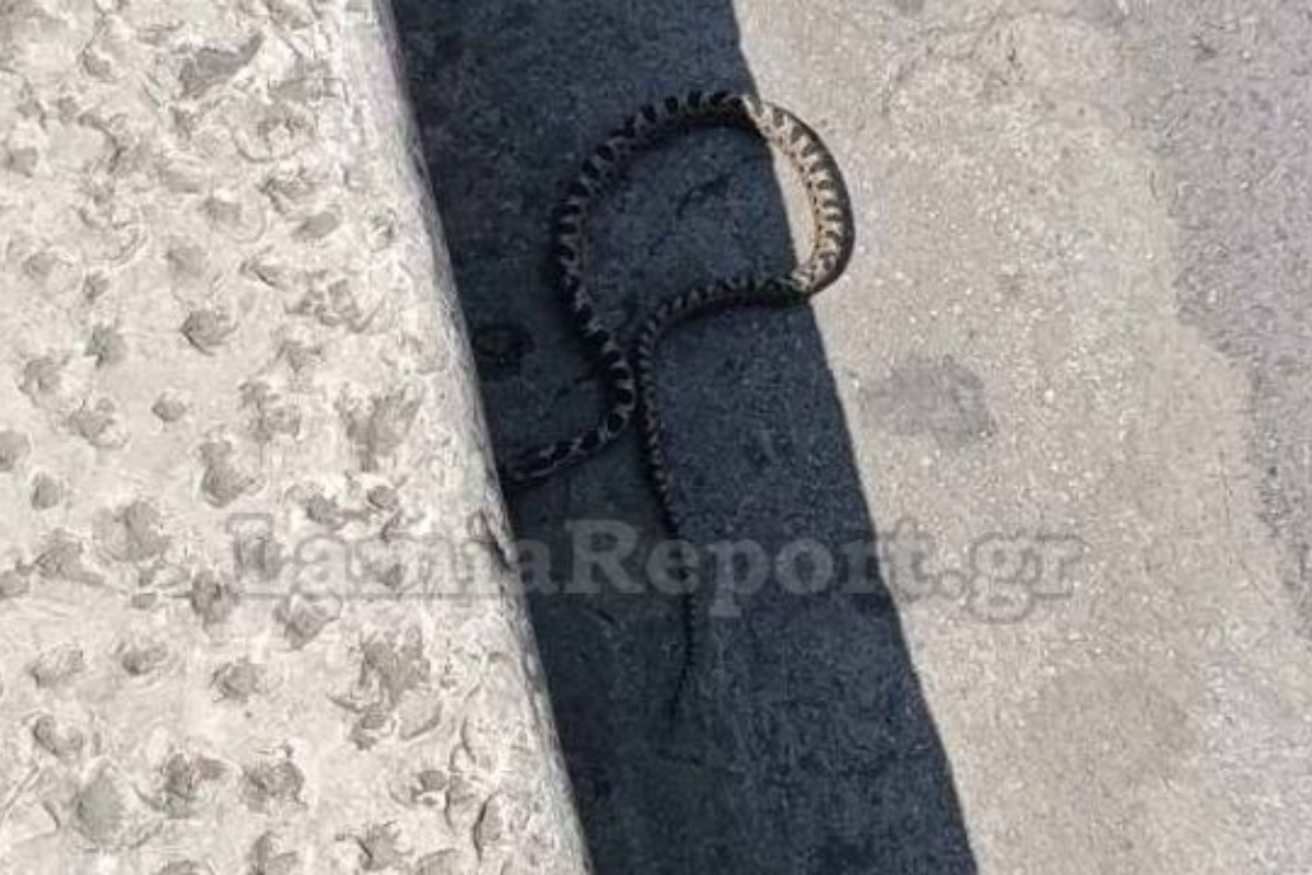 Τρόμος: Φίδι έκοβε βόλτες σε κεντρική πλατεία της Λαμίας