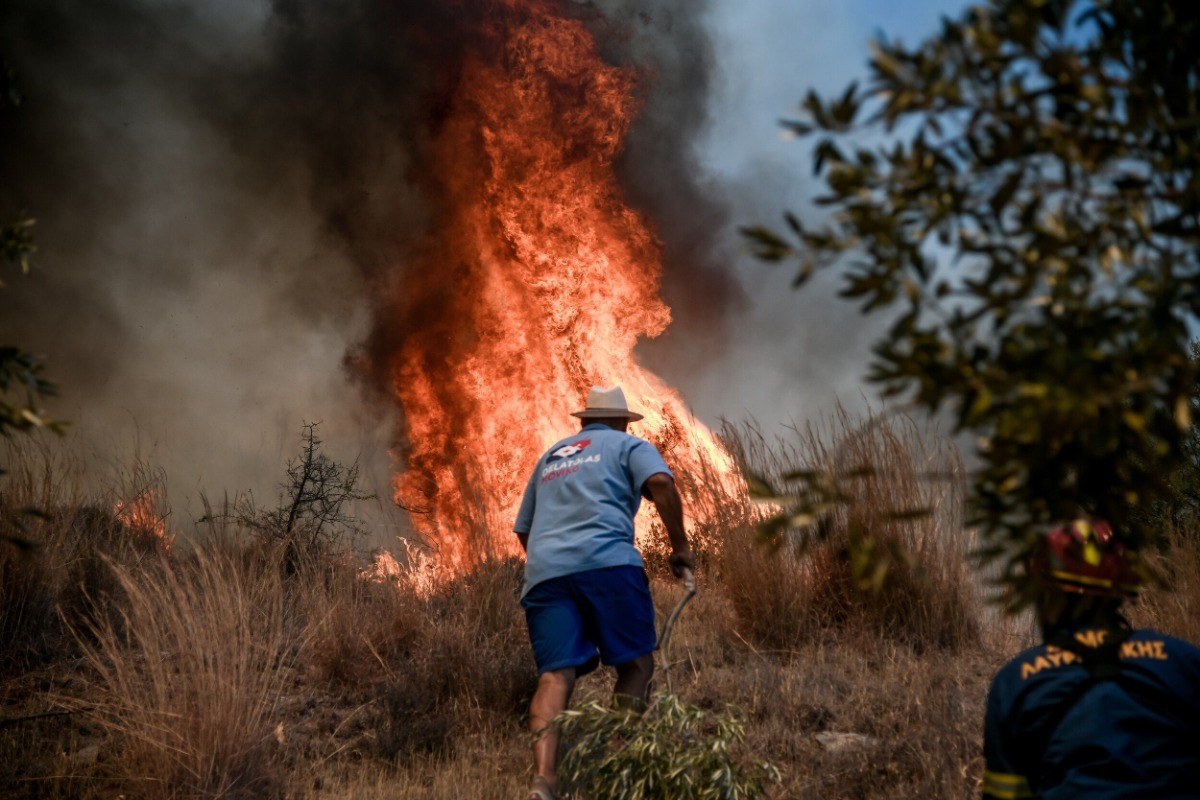 Φωτιά στο Λαγονήσι: Κάηκε καταφύγιο ζώων – «Μόνο πένθος, θλίψη και οργή για τον άδικο χαμό τόσων ψυχών»