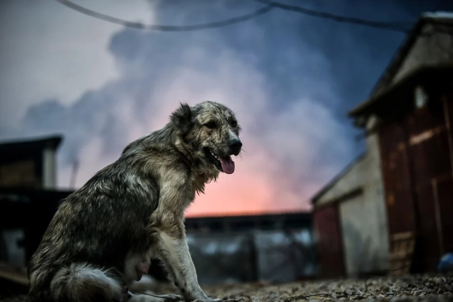 Φωτιά στη Ρόδο: «Εντοπίσαμε 8 σκυλιά, γύρω ήταν όλα καμένα και είχε κρανία από ζώα»