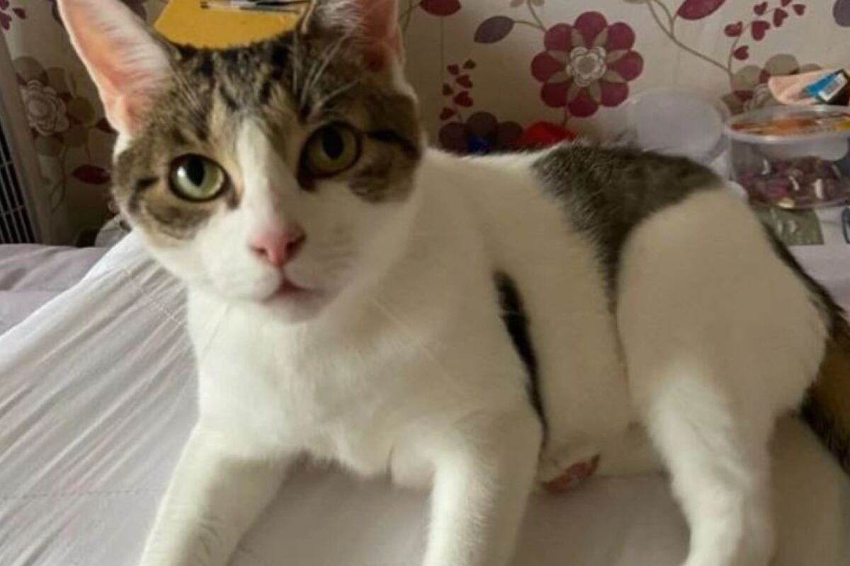 Κρήτη: 50χρονος μαγαζάτορας κλώτσησε έγκυο γάτα που έκανε βόλτες στο μαγαζί του