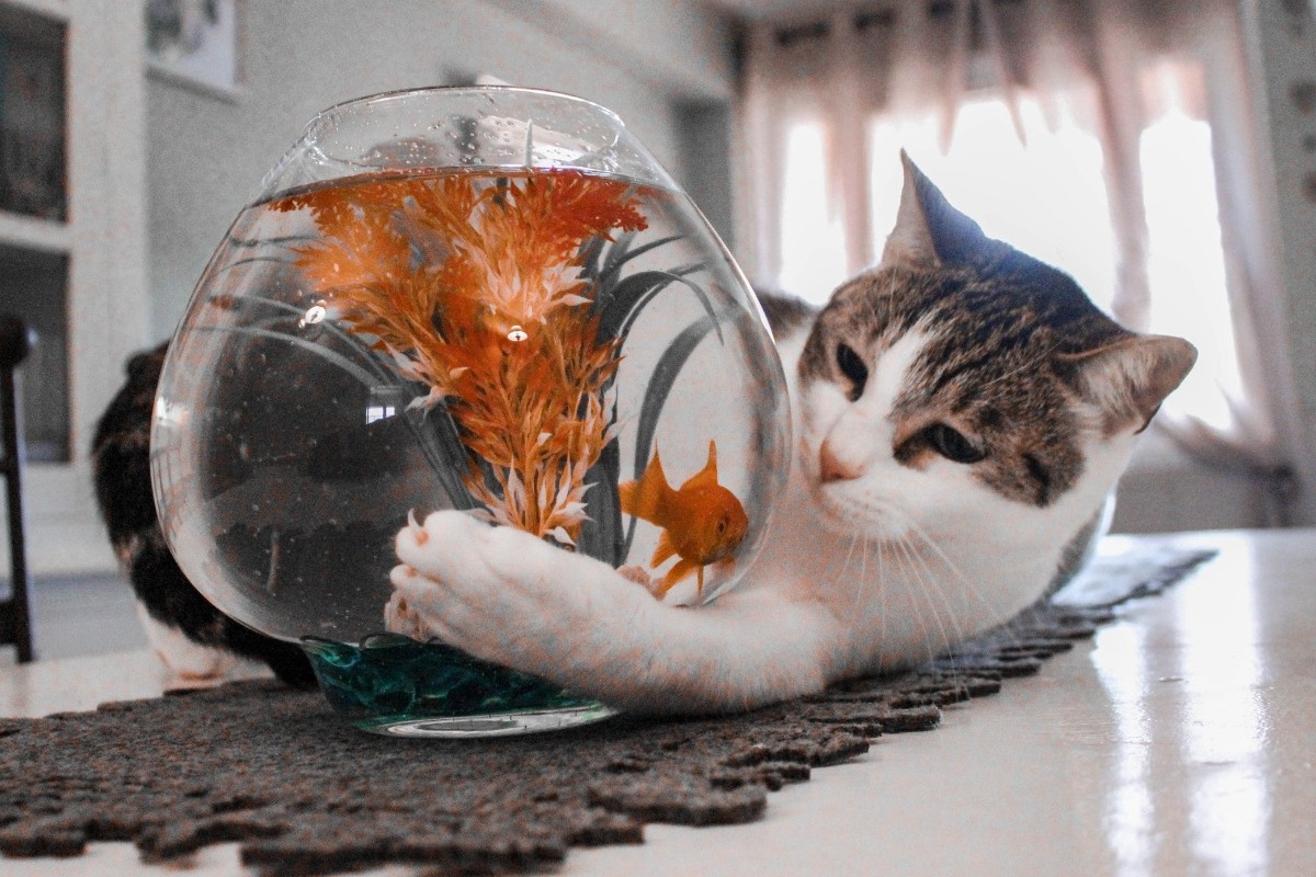 Αυτές οι γάτες λατρεύουν το νερό