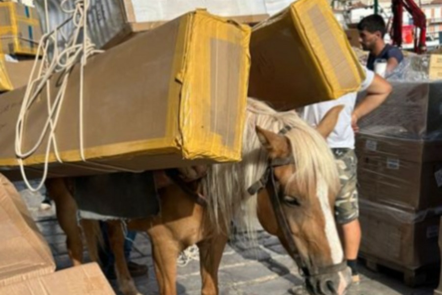 Γαϊδούρια κουβαλούν βαριά αντικείμενα στην Ύδρα: Nέο περιστατικό κακοποίησης ζώων