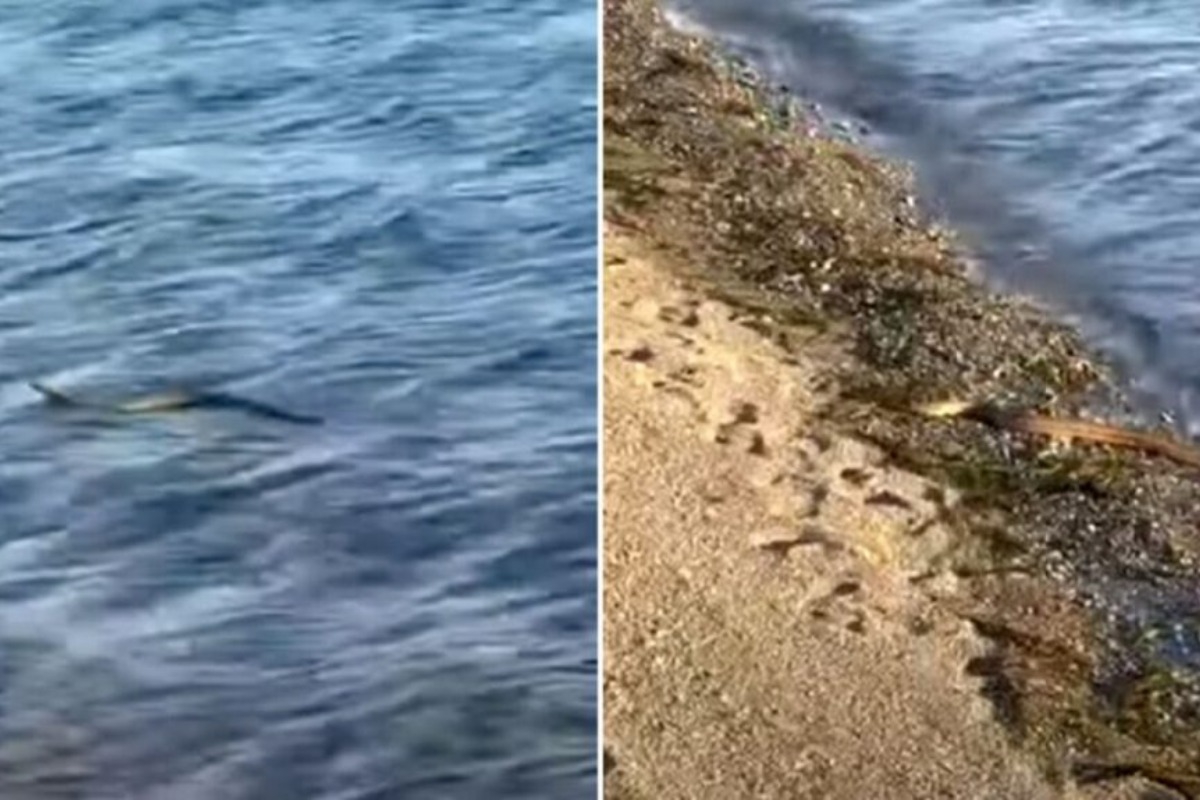 Ανάστατοι οι κάτοικοι στην Εύβοια – Το φίδι που κολυμπούσε στη θάλασσα