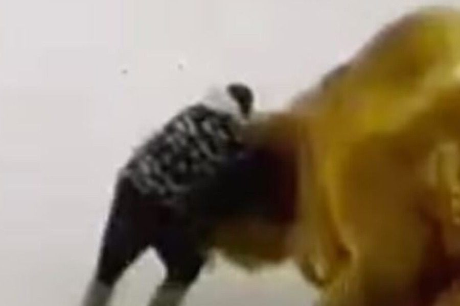 Καμήλα ποδοπάτησε μέχρι θανάτου 51χρονο στη Ρωσία αφού τη χτύπησε