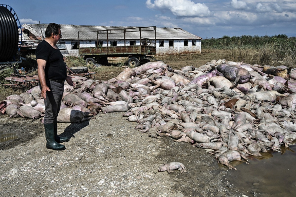 Εικόνες ‑ σοκ από τον θεσσαλικό κάμπο ‑ «Βουνό» τα νεκρά ζώα μετά τις πλημμύρες