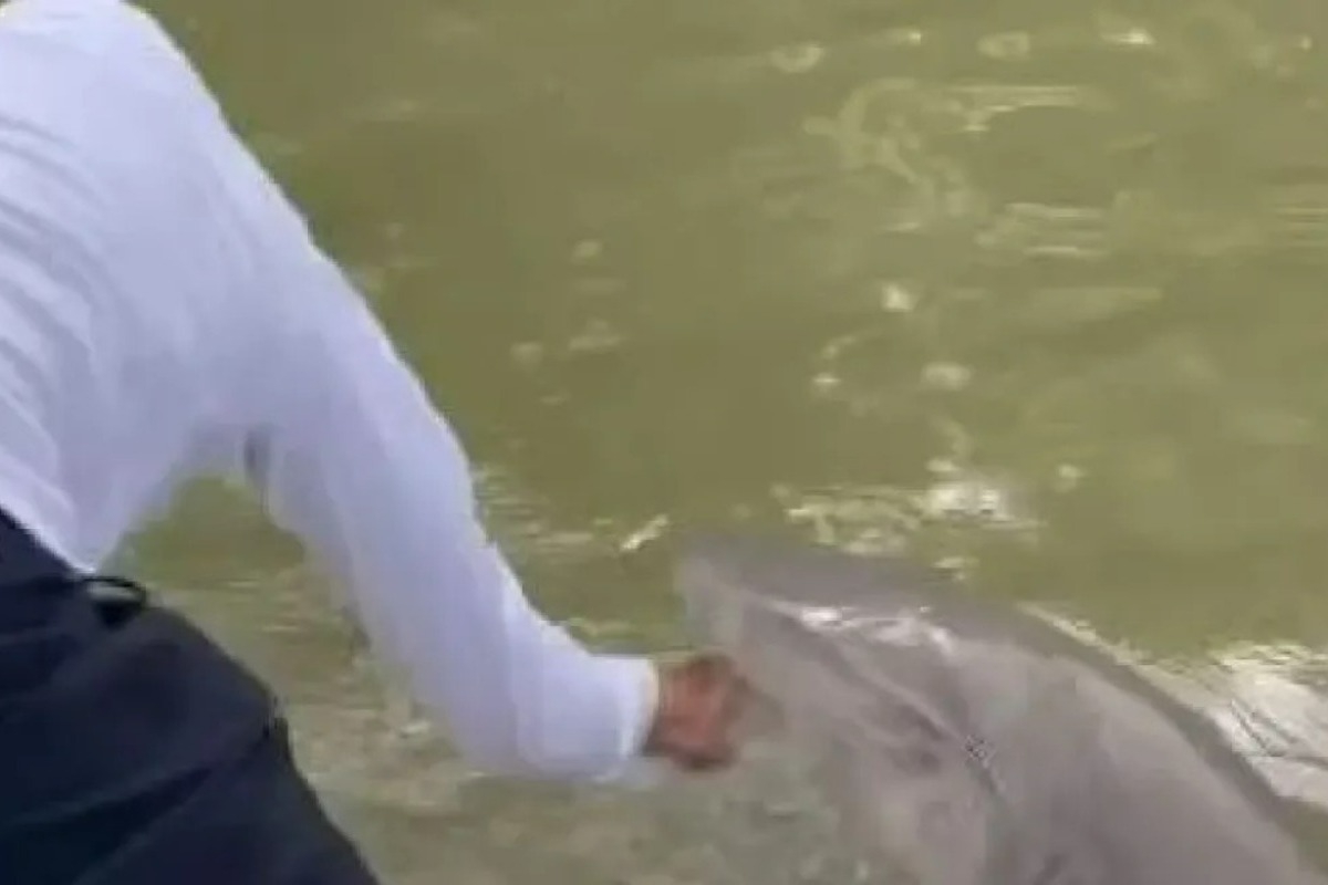 Τρομακτικό βίντεο από τη Φλόριντα: H στιγμή που καρχαρίας αρπάζει το χέρι ψαρά