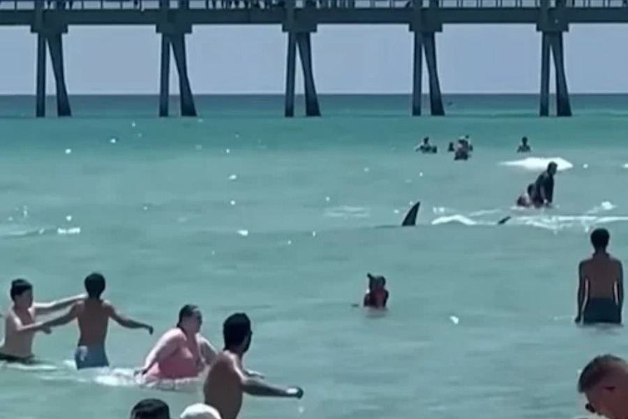 Καρχαρίας κολυμπούσε μαζί με τον κόσμο στην Φλόριντα