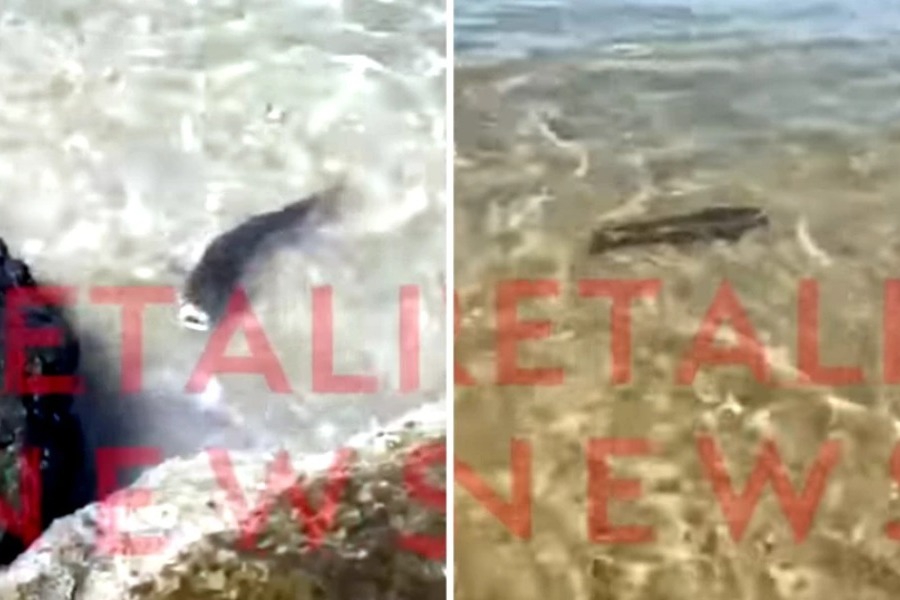 Καρχαριάκι εμφανίστηκε σε παραλία στην Κρήτη