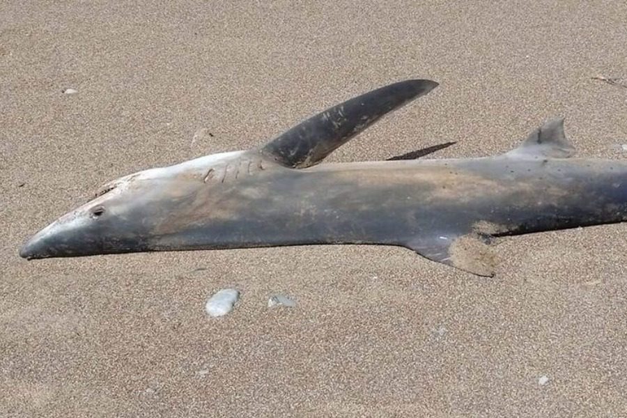 Μεγάλος καρχαρίας ξεβράστηκε σε παραλία στα Χανιά