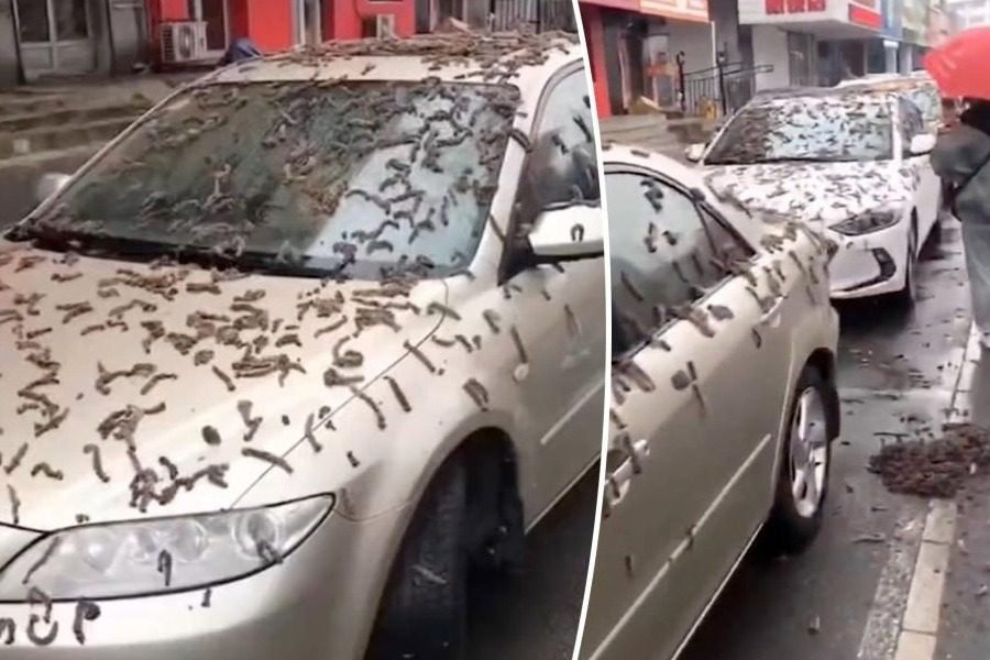 Περίεργο φαινόμενο: Στην Κίνα βρέχει ...σκουλήκια