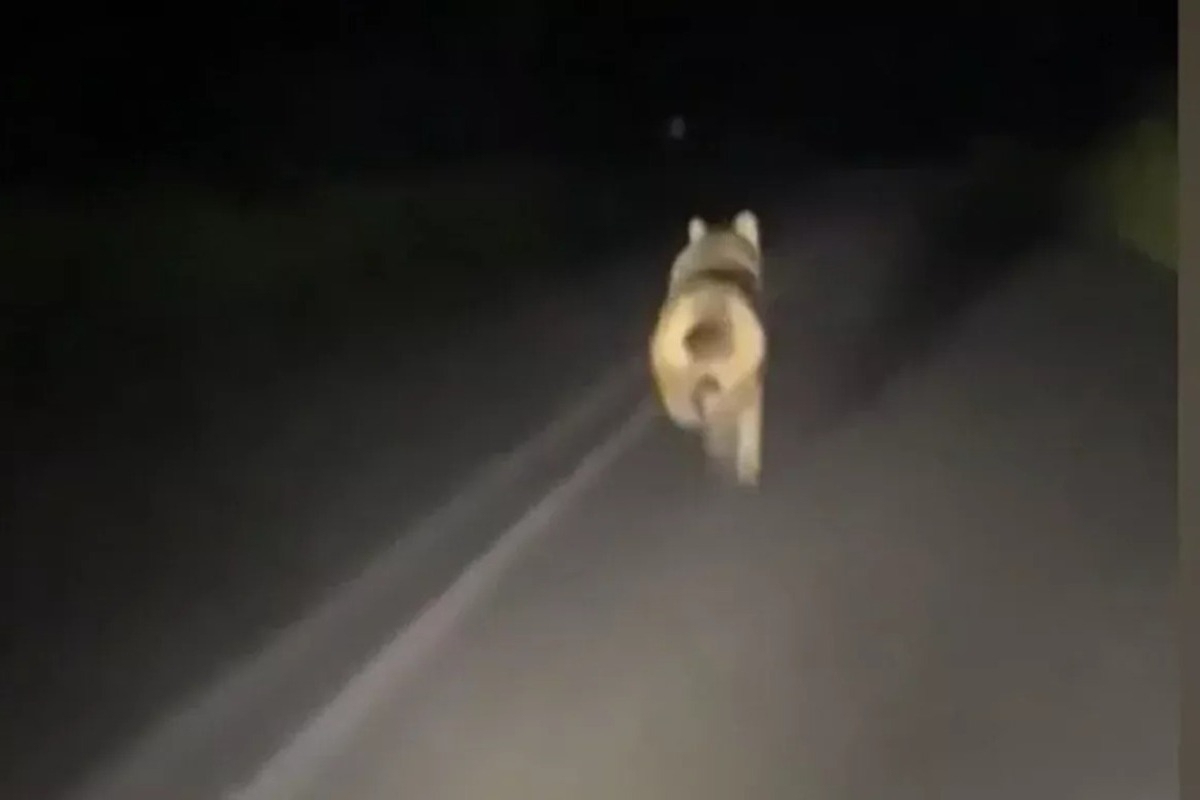 Εξοργιστικό βίντεο στο TikTok: Λύκος σε πανικό τρέχει να σωθεί από αυτοκίνητο που τον καταδιώκει - Ένα πραγματικά εξοργιστικό βίντεο κάνει τις τελευταίες ώρες το γύρο του διαδικτύου