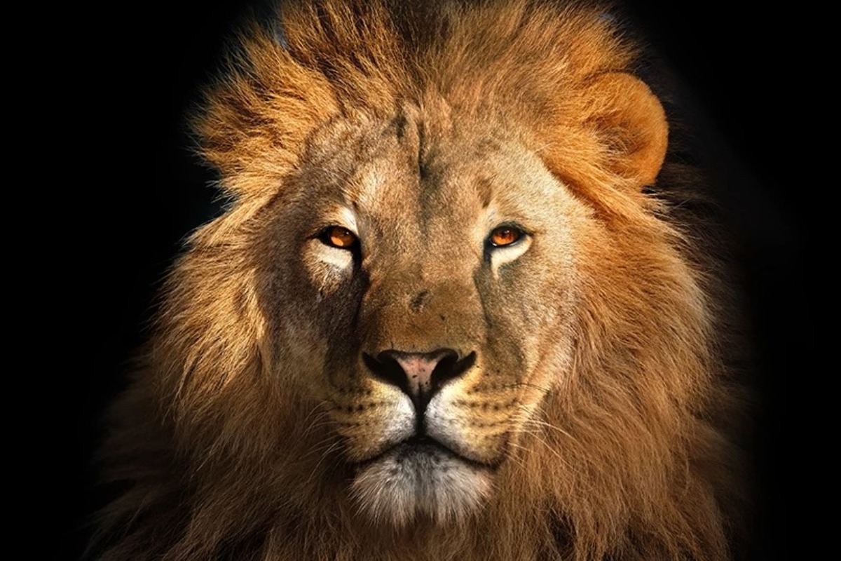 Θρίλερ στη Γερμανία με λιοντάρι που κυκλοφορεί ελεύθερο ‑ Πάνω από 100 αστυνομικοί, κτηνίατροι και κυνηγοί το ψάχνουν