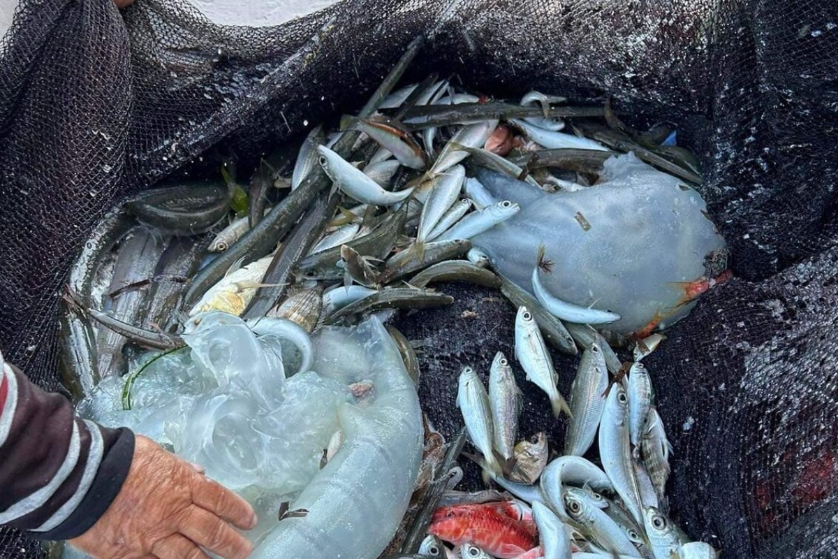 Συναγερμός στην Ρόδο: Εντοπίστηκαν «εισβολείς» από την Ερυθρά Θάλασσα ‑ Μεγάλη ανησυχία των ειδικών