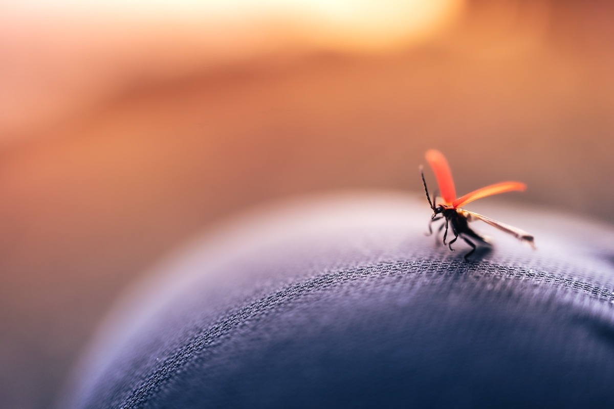 Σήμερα έμαθα: 5 συναρπαστικές πληροφορίες για τα κουνούπια
