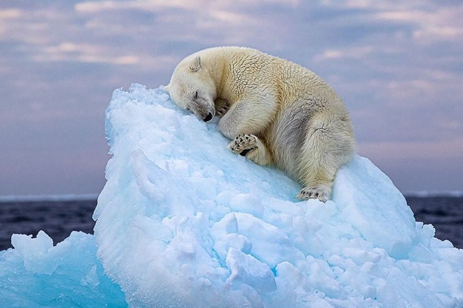 Η εικόνα της… δεκαετίας που κέρδισε το βραβείο «Wildlife Photographer of the Year»