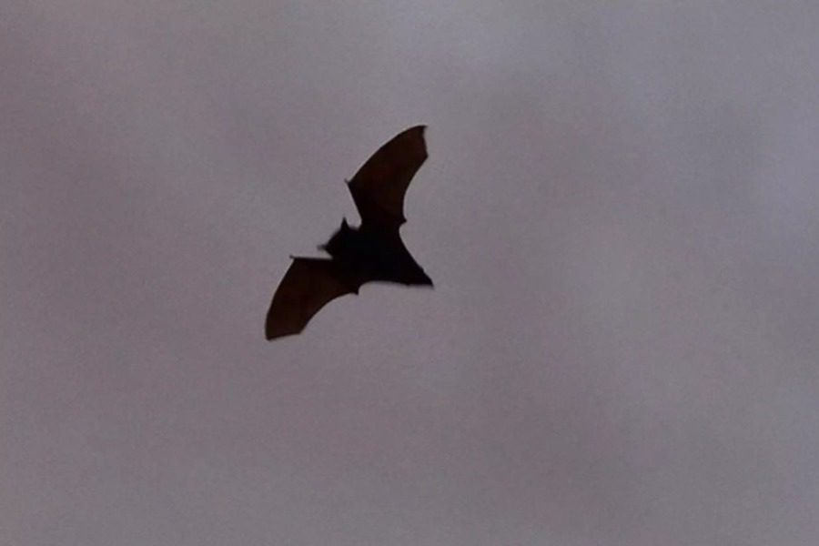 Νέος κορονοϊός απειλεί να μολύνει τον άνθρωπο - Ο ιός βρέθηκε σε νυχτερίδες στη Βρετανία