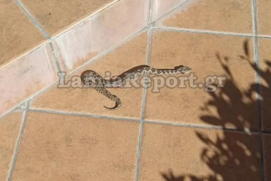 Λαμία: Οχιά... έκοβε βόλτες σε αυλή σπιτιού
