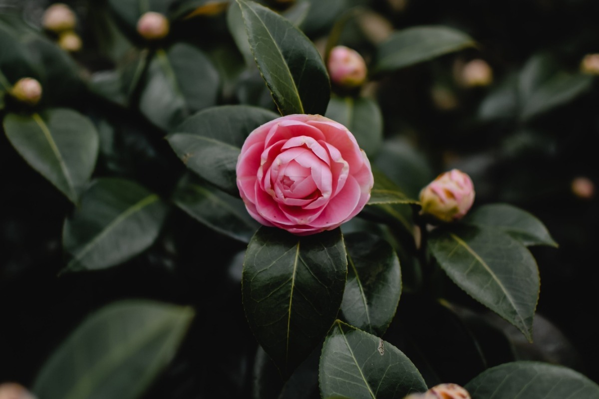 Τα πιο όμορφα λουλούδια που ανθίζουν τον Ιανουάριο