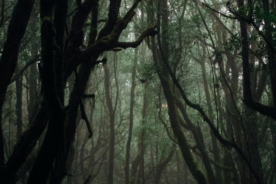 Θρίλερ στην Ελβετία: Πέθανε το 6χρονο κοριτσάκι που είχε βρεθεί αναίσθητο σε δάσος