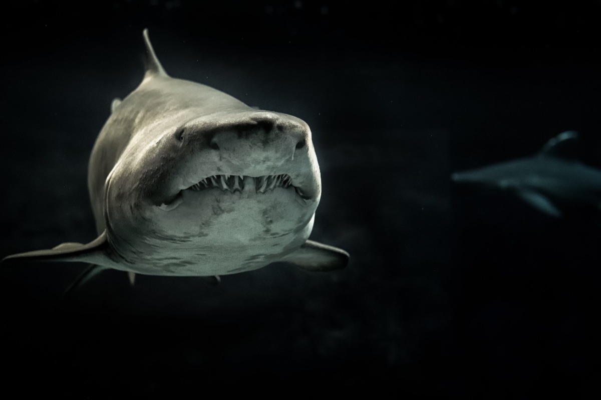 Έχασε το χέρι της από επίθεση καρχαρία αλλά δεν το έβαλε κάτω