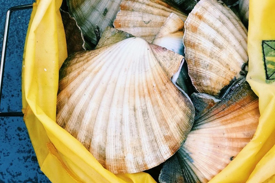 Έφαγαν πρόστιμο 80 χιλιάδες επειδή μάζεψαν κοχύλια