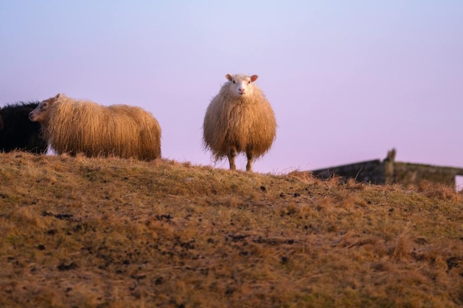Τα ζώδια σήμερα: 1 Απριλίου