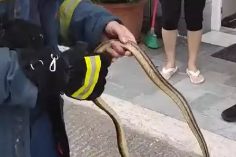 Βίντεο: Πυροσβέστης πιάνει με τα χέρια του φίδι σε σπίτι στο κέντρο της Λάρισας