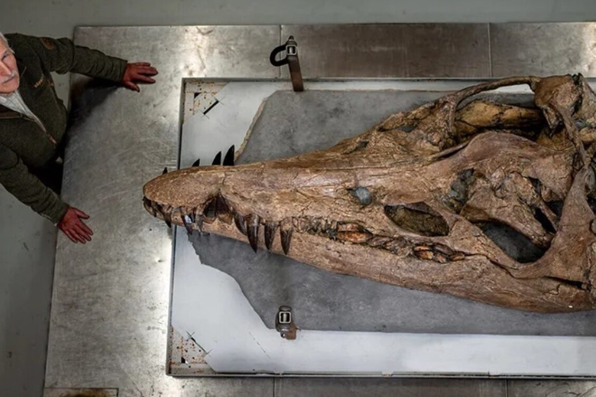 Απίστευτο: Βρήκαν κρανίο του «γίγαντα» που τρομοκρατούσε τις θάλασσες πριν από εκατομμύρια χρόνια