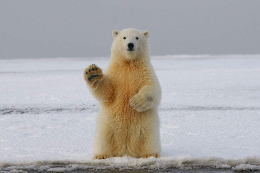 Η αύξηση της θερμοκρασίας στην Αρκτική είναι πολύ μεγαλύτερη απ` ότι είχε προβλεφθεί